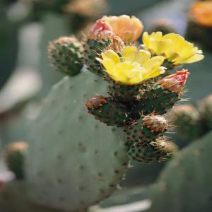 Prickly pear opuntia dried nopal flowers  - vegetable matter we produce and export prickly pear opuntia products since 2007 ,  we are organic certified by ecocert ,  eu ,  nop ,  fair trade and fssc22000 . --our mail products are - --prickly pear opuntia dried flowers--prickly pear opuntia seed oil --prickly pear juice --prickly pear vinegar --prickly pear seed f