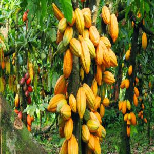 cacao disponible - café cacao thé vous avez bsoin de cacao de l'afrique veuillez nous contacter----il y aussi du cajou- ----- du soja, --- de l'arachide, --- du sésame--- et de l'anana