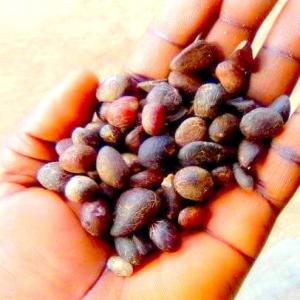 CACAO Ivoirien de qualité - café cacao thé quantité      -  500mt--prix             - 6000$ par tonne--emballage  - 25 kg--livraison possible vers n'importe quel port de destination 