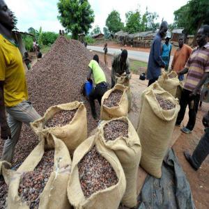 raw material - matiere vegetale ii am specialized products in the field of cocoa for 10 years,  i am in the ashanti region in ghana we are available to deliver any quantity of cocoa whatever your geographical location----je suis produits spécialisés dans le domaine de cacao depuis 10,  je suis dans la région d'a