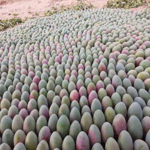 Mangues  - fruits et légumes bonjour,  je suis à la recherche d'un client de mangue variété kent disponible chez moi. je suis de nationalité sénégalaise 