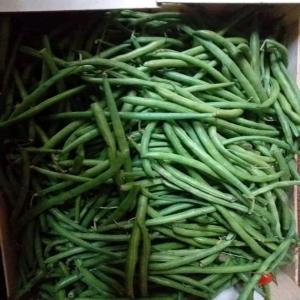 Mangues sénégale  - fruits et légumes bonsoir mesdames et messieurs,  mes produits sont disponibles au sénégal à de très grandes quantités. actuellement j'ai des mangues de variétés kent,  des choux,  des aubergines noirs et verts ,  des carottes,  du piment poivron,  oignon rouge et blanc,  des