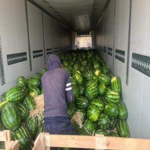 Selling fresh watermelon 100% tunisian  - fruits and vegetables i am a watermelon exporter in tunisia. we offer quality at a very attractive fob price.--please do not hesitate to send me a message.--quantity- 8-10 tons (it depends on you,  if you need more than that) --port- goulette tunisia --