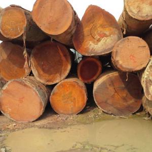 Doussie wood and Kosso wood  - wood charcoal fiber we have timber for sale and export.--all related documents are valid and legal.--valid cites agreement.--