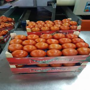 TOMATE RONDE ET GROSSE - fruits et légumes tomate fraiche d origine maroc variete gavi qualite superieur conditionne en carton 6 kg,  livraison exw- fob - cnf - cif