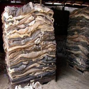 Wet Salted Donkey Hide & Cow Hides -  advertising new products whole wet salted cow & donkey hides--machine-pulled--flesh-trimmed----specifications--machine and hand flayed--no humps,  1 to 2 brands----a) wet salted cow head,  --size-120/40cm,  weight- 2.5/5.5 kg,  thickness-5-6mm--80%, 8-10mm 20%,  70% face skin, 30% top head skin,  no ears,  no horns,  no nose,  --1.3 t