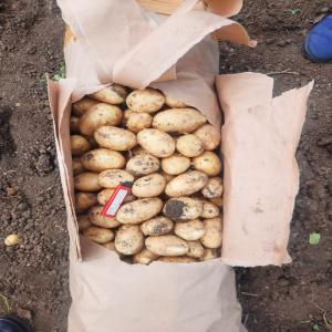 Seed potatoes - fruits et légumes we propose to you hot offer of white,  yellow and red potatoes  with good prices! also we have carrot,  onion and other vegetables.--25 kg/bag --