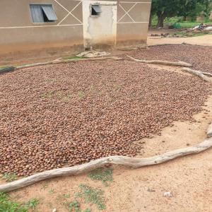 Vente de noix de karité du Burkina Faso  - céréales nous avons des noix de karité disponible au  burkina faso pour tout besoin merci de nous contacter .