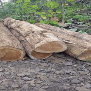 Bois de Teck - autres exportation de bois --nous recherchons des clients internationaux pour achat de  --- bois de teck--- bois blanc--- bois rouge --- fromager scie et seche. 