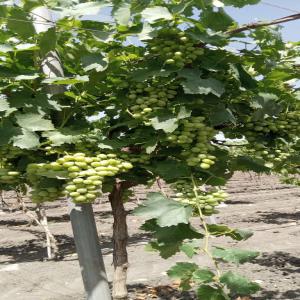 vente  production raisin de table - fruits et légumes vente production raisin  de table maroc  variété victoria  sup 4.25 has    très bonne qualité   prix négociable--pour tout renseignement contacter  région benslimane 