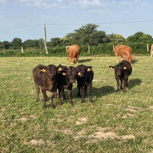 Wagyu 100% pure race : Vache / Velle - animaux vivants pour faire de la place dans un élevage limousin - - 1 vache - 4 embryons 100% pure race wagyu --faire offre raisonnable --premier contact par e mail --curieux et pas sérieux s abstenir