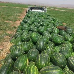 melon pastèque  - fruits et légumes disponible de l'algérie fruit et légume (pastèque melon figue de barbarie et figue) frais pour l'exportation et pour le vente en algérie du bon qualité 