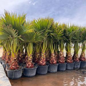 Palmeras  - horticulture plant biofuel hello,  we are a palm nursery (carica palmas).-- specialized in producing a range of indoor and outdoor palm trees.-- we have palm trees that support climate variability at competitive prices. we will be glad to provide you with our products. --* state of spain. --city- valencia / torres. 