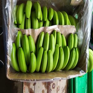 BANANES, MANGUES, AVOCATS, RAISINS, ABRICOTS, PRU - fruits secs et graines grillées bonjour --nous sommes une société basée en région parisienne. nous vous offrons de la banane origine amérique latine prix fob - 8, 30$ le carton de 18, 5kg. 1080 cartons par container. nous avons de l'avocat,  la mangue,  citron vert,  raisins frais,  abricots,  --fruits 