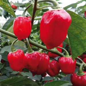 PIMENT HABANERO ROUGE - épices aromates je dispose d'une production de piments habanero rouge de haute qualité. la disponibilité est prévue pour aout/septembre.--dépechez vous donc de prendre contact avec moi afin que je vous donne les conditions de ventes--merci