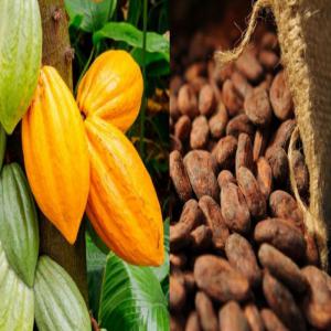 Poudre de cacao naturelle et alcalinisé 