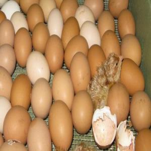 chicken broiler fresh table eggs - viandes et oeufs colour - white and brown eggs--size - 40 50 55, 57 63, 65-70 gms--packing--* 30 eggs laid on paper pulp moulded --* 12 trays packed in 5 ply strong export cartons.--* 360 eggs per carton. ----shipping--* 1312 cartons in 40 feet high cube reefer container--* 472, 320 eggs per 40 ft high cube reefer cont