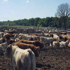 Vente ovins et bovins origine Ukraine  - animaux vivants nous mettons à votre disposition de grande quantité de livestock ovins et bovins toute race confondu,  nous avons une grande capacité,  pas de petites quantités,  pour vous présenter nos prix,  il faut impérativement subvenir une loi lettre d'intention,  nous ne 