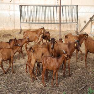 RECHERCHE DE CHÈVRES - ROUSSES DE MARADI - animaux vivants salut,  nous sommes basés en côte d'ivoire et nous avons besoin de chèvres,  précisément les rousses de maradi. veuillez nous contacter le plus tôt possible.