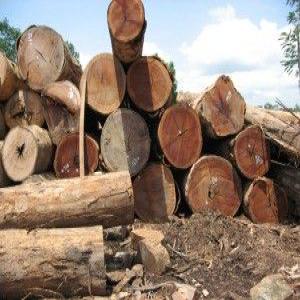 Timber Logs Teak Wood  - wood charcoal fiber our company supply very good quality teak logs.----specs- teak logs----diameter- 16cm and up----length- 2.2 and up----payment- l/c at sight--