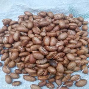 Bitter cola, petit cola - fruits et légumes j'ai dix tonnes de bitter cola (petit cola) au cameroun. je vends à 15$ le kilogramme. contactez moi au-- +237 6 58 38 55 18