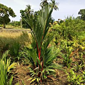 VENTE Palmier rouge et Beaucarnea - autres vous propose des plantes pour votre jardin , de nombreuses variétés de plantes disponibles à la vente ----palmier rouge---beaucarnea---palmier champagne---palmier phoenix... --jardin fleuri cote d'ivoire sélectionne et vous propose des plantes rare et de luxe venant de l'&