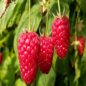 Framboises/Raspberries origine Maroc - fruits et légumes framboises fraîches variété adelita,  origine maroc,  export à partir de mi-octobre 2023.--incoterm - ex works