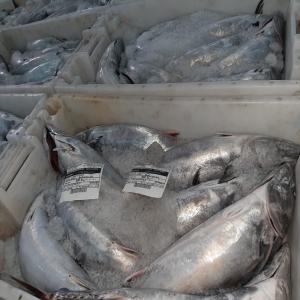 vente de poisson - poissons bonjour.je suis un fournisseur de poisson basé a dakhla sud du maroc. je recherche des clients qui sont intéressés. nous fournissent tout genre de poissons.--      --