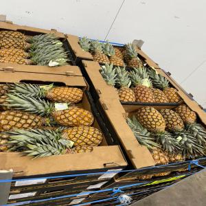 Vente des variétés d'ananas produites au Bénin - fruits et légumes produit et commercialise deux variétés d'ananas au bénin. il s'agit de la variété pain de sucre ( sugarloaf) et la variété cayenne lisse. notre production est certifiée global gap. nous exportons uniquement par voie aérienne dans les pay