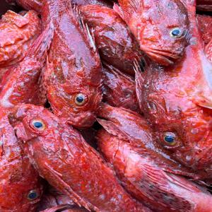 Export poisson frais et congelés  - poissons nous sommes une société spécialisée dans l'exportation de fruits de mer.--1-des crabes bleus- crabe surgelé --c------2-du pérou noir( epinephelus canius), -- 3-vivaneau doré (litjanus fulgen),  --4-du pérou à point bleu (cephalopholus taen