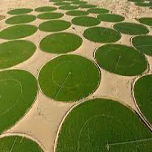 projet agricole - fruits et légumes cherche partenaire financier pour projet ambitieux domaine agricole sur 180 hectares avec possibilité d’extension a 600 hectares , le terrain se situe  dans la wilaya de ghardaia au bord de la route nationale n°1,  avec ligne de tension électrique , loin de toute pollution  ,  la r&eac