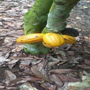 recherche d'acheteurs - fruits et légumes nous recherchons des clients prets a acheter des produits (beurre de karite, noix de cajou ) en provenance de la cote d'ivoire pour le marche europeen ou pour des entreprises specialisees.