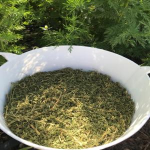 artemisia annua trés puissante 100% naturelle  