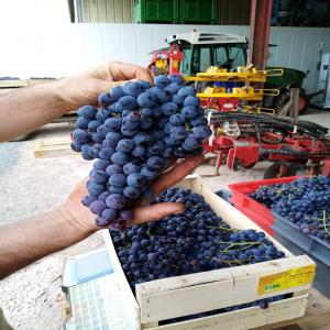 raisins à vendre sur pieds Chardonnay , chenin ,