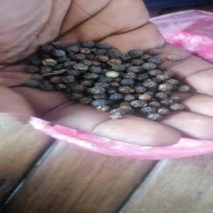 Vente de poivre noir gros grain - épices aromates bonjour chers tous et toutes je dispose du poivre gros grain noir épicé en grande quantité et je suis à la recherche d'un acheteur partout en côte d'ivoire