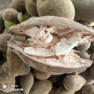 Fruits de baobab,bouye en gros  - fruits secs et graines grillées nous sommes une société spécialisée dans la production de la poudre de baobab. nous pourrons fournir de fruits de baobab appelé encore bouye en grande quantité. nos fruits sont collectées directement dans la nature de manière éthique et 