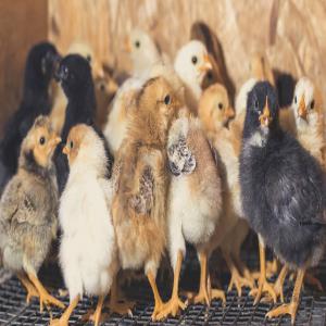 POULETS GOLIATHS  - animaux vivants pour vos demandes de poulets et poussins goliaths ,  nous satisferont vos besoins quoiqu'en soit la demande . nous livrons partout au bénin.  