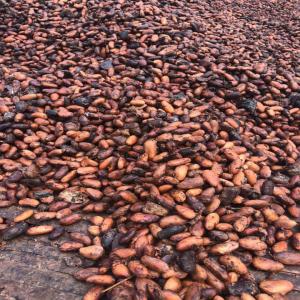 Cacao de qualité prenium 