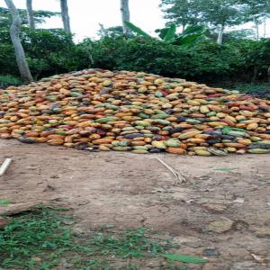 Cacao de très bonne qualité 