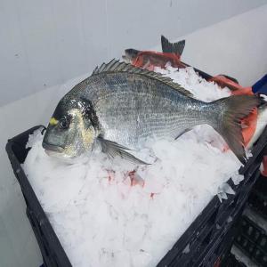 Seabream and seabass - fish we are prima fish an aquaculture company. specializing in the production of gilthead seabream,  seabass and meagre ( frozen or fresh ).--