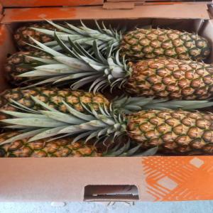 Ananas MD 2 de Côte d'Ivoire  - fruits et légumes vous recherchez de l'ananas de variété md 2 de côte d'ivoire ? et bien vous etes à la bonne adresse. notre entreprise est capable de vous fournir une quantité au delà de 50.000 tonnes à un prix très abordable du kilo. nous nous occupons de tout 