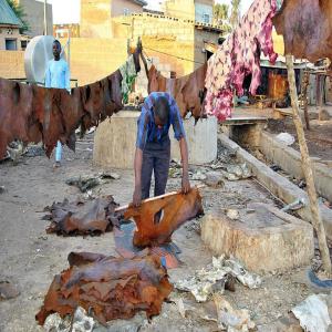 PEAU DES ANIMAUX - autres je cherche les acheteurs sérieux de peaux d'animaux de bonne qualité--peaux de vache--peaux de mouton--peaux de bœuf--svp contactez moi si vous etes serieux--