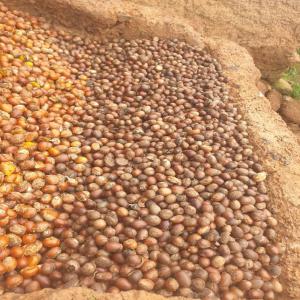 Amande de karité  - céréales de l'amande de karité disponible en une importante quantité--si vous en avez besoin contacter nous --le fournisseur (l'agriculteur) est au burkina faso 