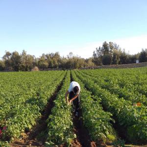 Exportateur fruit et légumes  - fruits et légumes bonjour,  --nous sommes exportateur de fruits et légumes .--avec conditionnements et  emballage , documents phytosanitaire .......cherche client sérieux pour nos produits maroc. --cordialement. ------