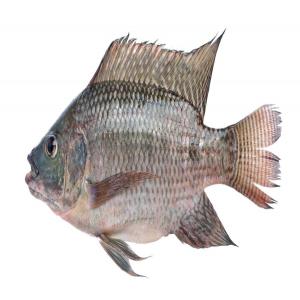 Cherche des acheteurs de poisson Tilapia - poissons cherche des acheteurs de poisson tilapia en provenence de madagascar.--