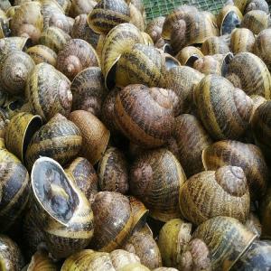 Helix Aspersa Maxima - animaux vivants bonjour.--escargots helix aspersa maxima à vendre.--quantité 25 tonnes.--disponible immédiatement.--prix 4 euros - livraison gratuite en france,  belgique.--commande minimum 5 tonnes--petites quantités - prix négociable--