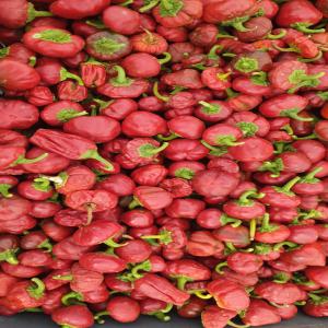 Fruits de Piment Doux séchés - épices aromates stock de fruits de piment doux séchées avec une bonne coloration rouge,  produite et séchée dans la région de marrakech. quantité 1 t actuellement,  toujours en cours de récolte.