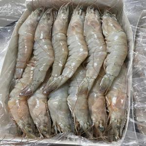 Poissons de Qualité Supérieure à Prix Imbattables - poissons bonjour à tous les amateurs de poissons frais et délicieux, --nous sommes ravis de vous annoncer que notre poissonnerie,  vous propose une sélection exceptionnelle de poissons frais ou congelé et de fruits de mer de la plus haute qualité. nous sommes passionné