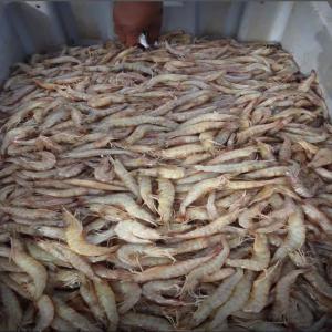 Vente crevettes  - poissons bonjour je suis un vendeur de crevettes sèches comme frais sur commandes. --prix crevettes frais - 3.000f le kilo--prix crevettes sèches - 9.000f le kilo 