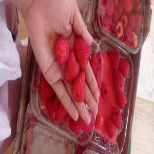 top-quality raspberries - fruits and vegetables i'm a professional raspberry supplier from morocco,  dedicated to providing you with top-quality raspberries. our raspberries are grown under the moroccan sun,  ensuring exceptional flavor and freshness